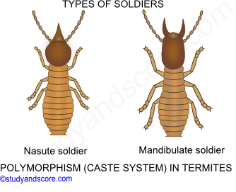 Social behaviour in Insects, Social behaviour in honey bee, Social behaviour in white ants, social insects bees, social insects termites, polymorphism